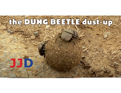 Dung Beetles